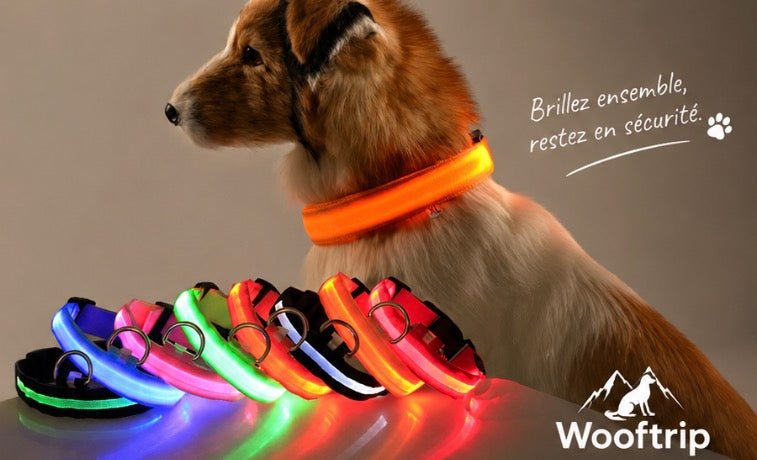 Collier LED rechargeable pour chien – NightGlow | Woof Trip ™